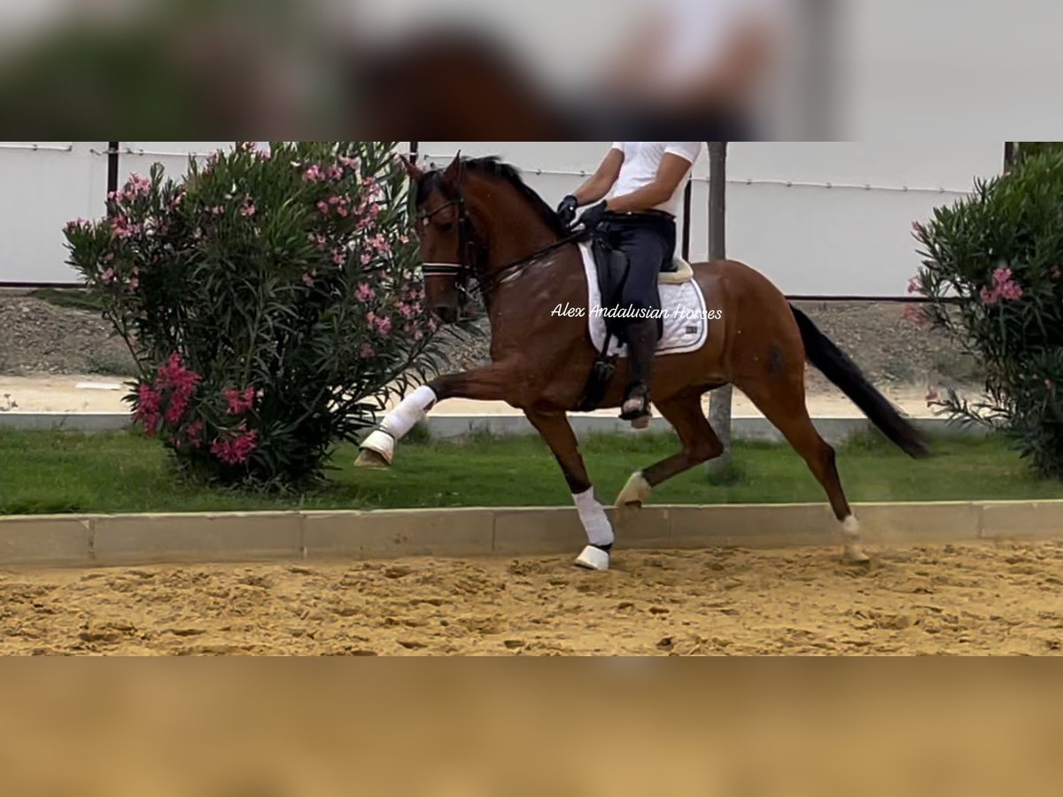 Lusitanos Caballo castrado 7 años 158 cm Castaño in Sevilla