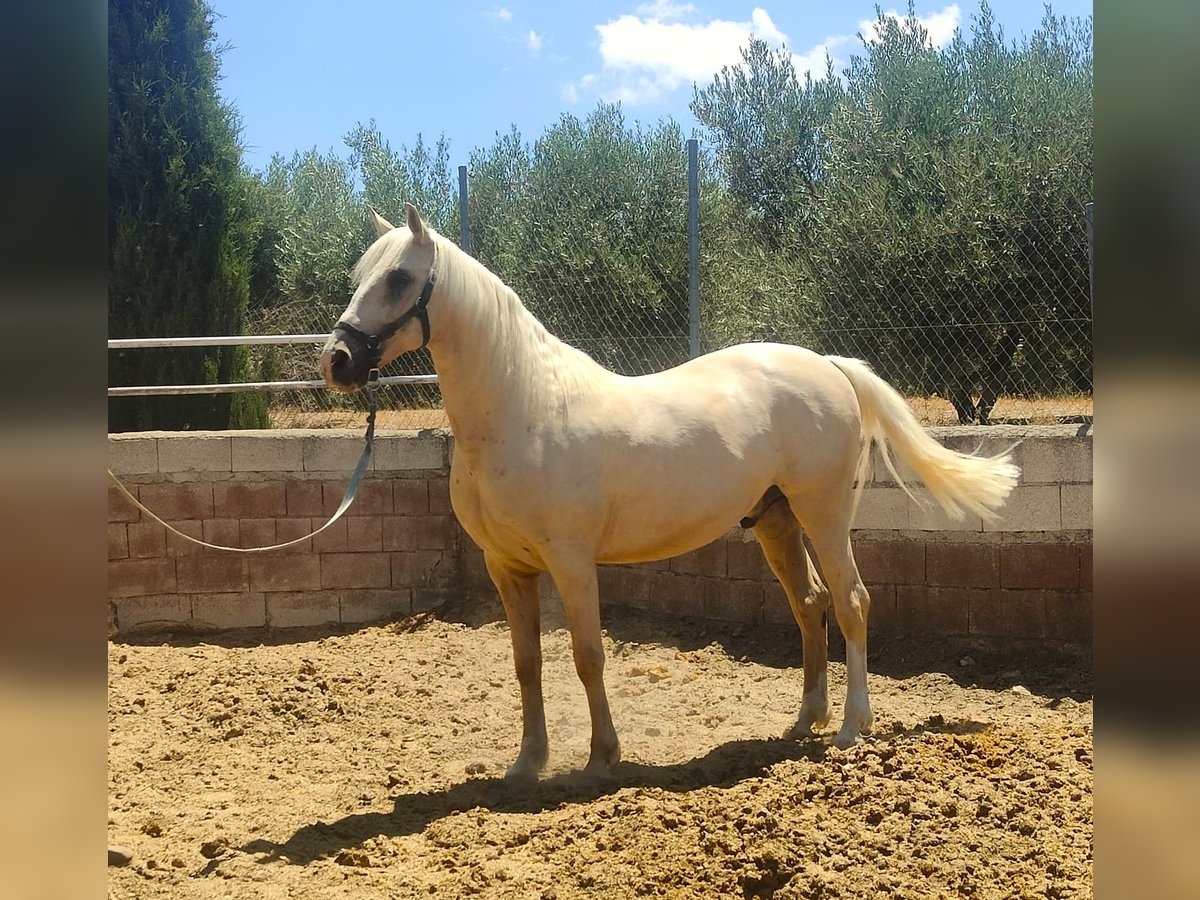 Lusitanos Caballo castrado 7 años 162 cm Perla in Alcala La Real