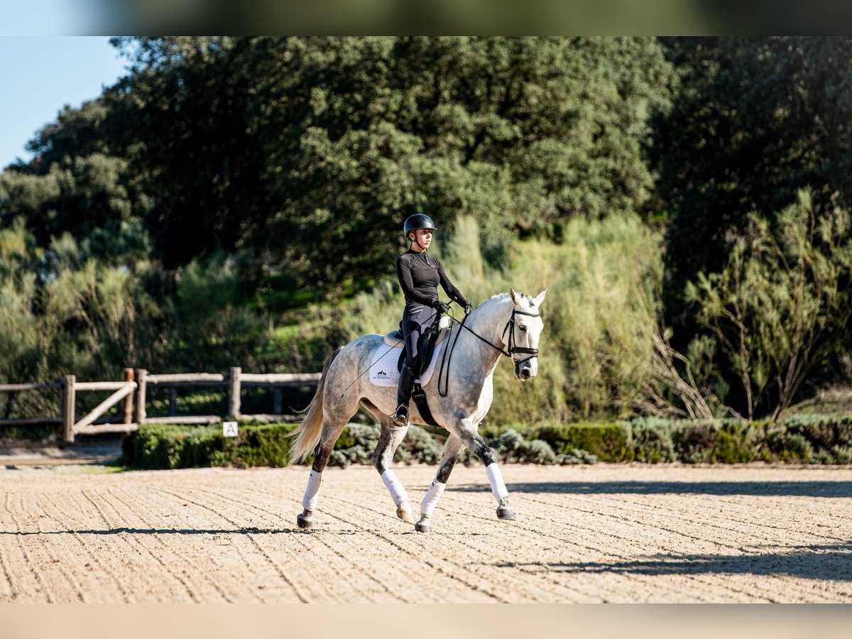 Lusitanos Caballo castrado 7 años 163 cm Tordo in Montecorto