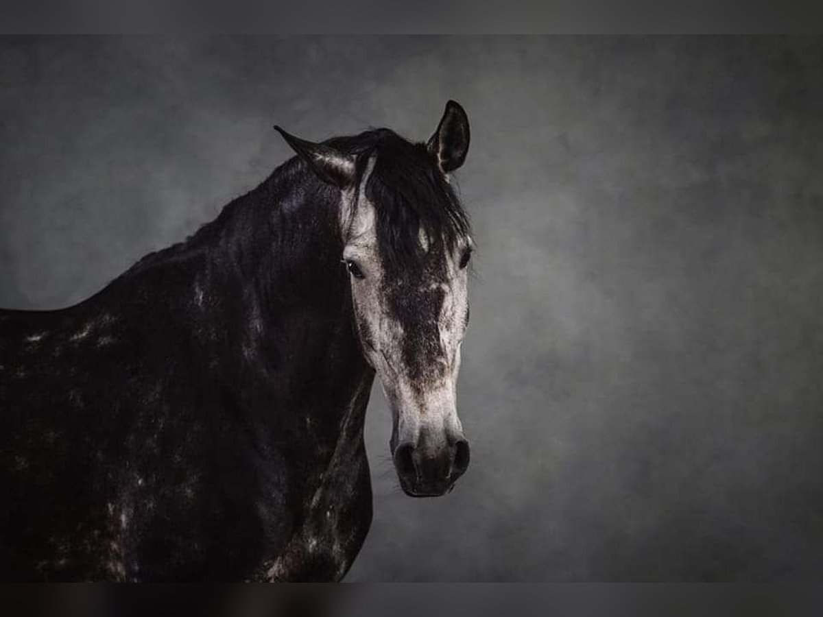 Lusitanos Caballo castrado 7 años 163 cm Tordo rodado in Dischingen