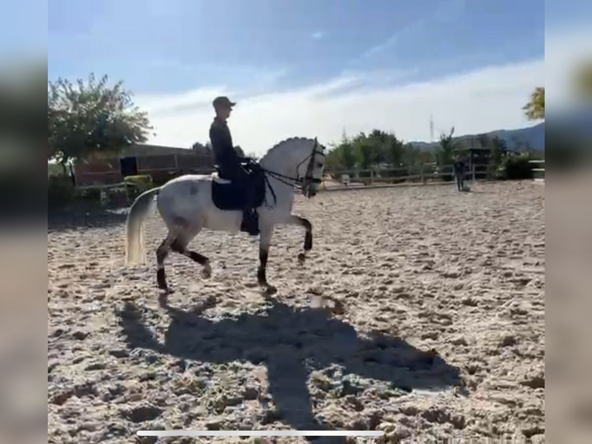 Lusitanos Caballo castrado 7 años 165 cm Tordo in Santa Perpetua de Mogoda