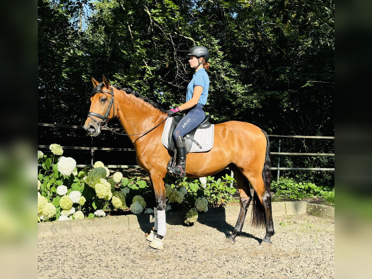 Lusitanos Caballo castrado 7 años 166 cm Castaño in Sottrum