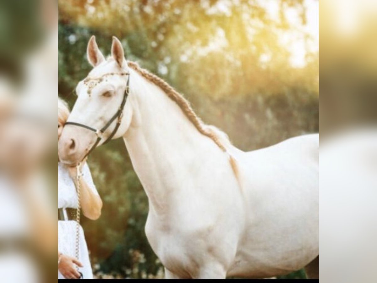 Lusitanos Caballo castrado 8 años 152 cm Cremello in Gerasdorf bei Wien