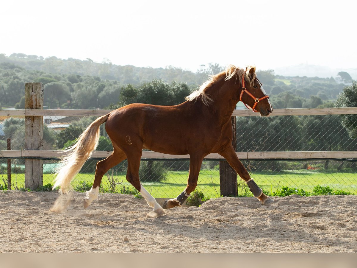 Lusitanos Caballo castrado 8 años 155 cm Alazán in Vejer de la Frontera