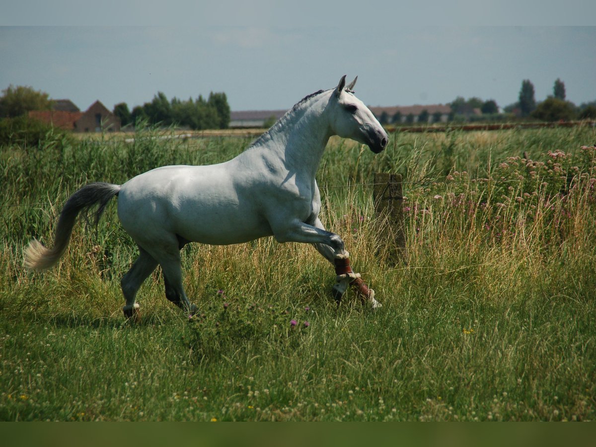 Lusitanos Caballo castrado 8 años 164 cm Tordo in Ruiselede