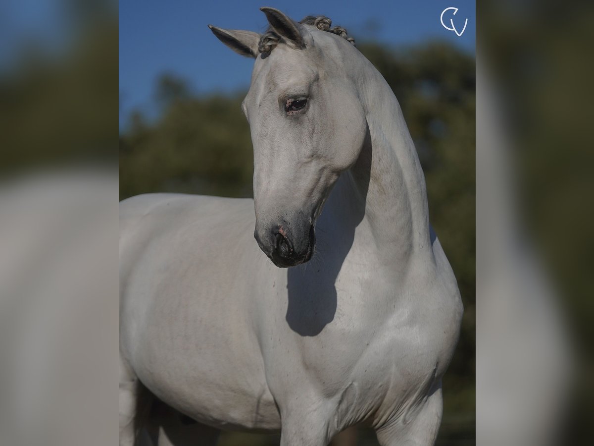 Lusitanos Caballo castrado 8 años 165 cm Tordo in Agua Derramada