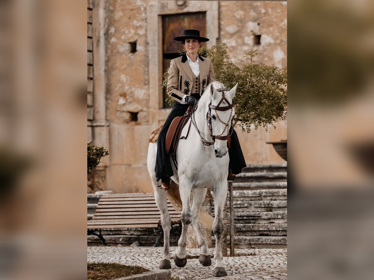 Lusitanos Caballo castrado 8 años 166 cm Tordo in Rio Major