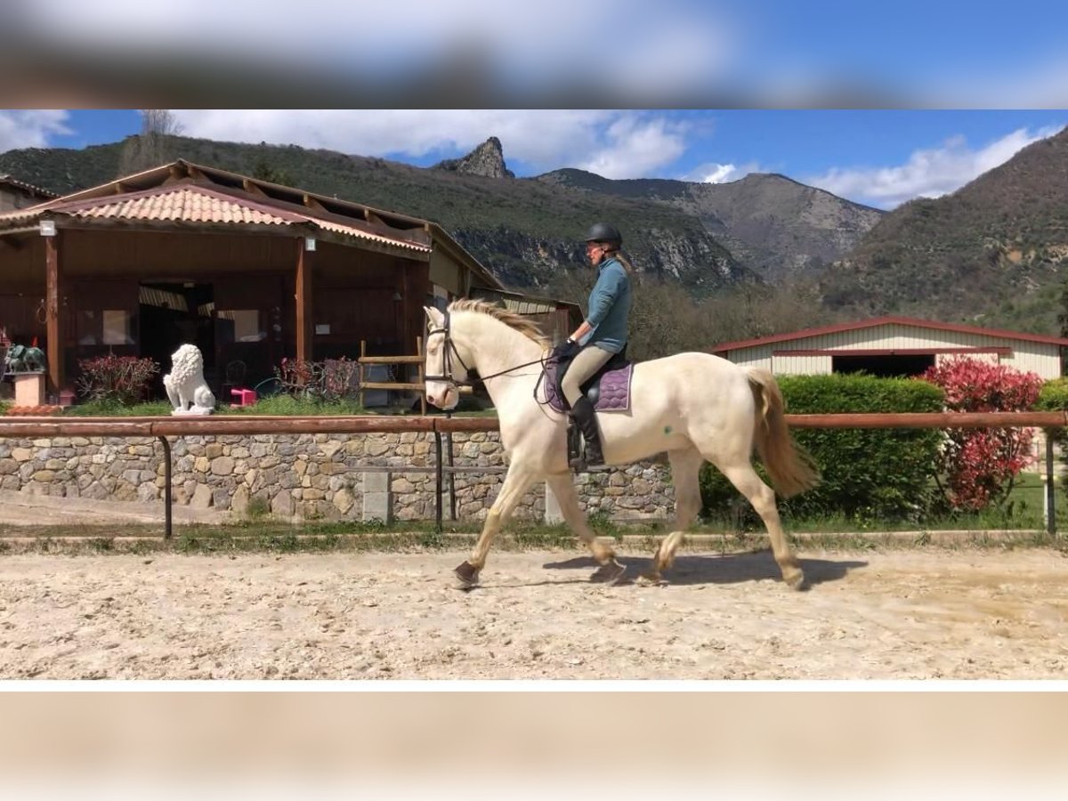 Lusitanos Mestizo Caballo castrado 8 años 167 cm Cremello in Sospel