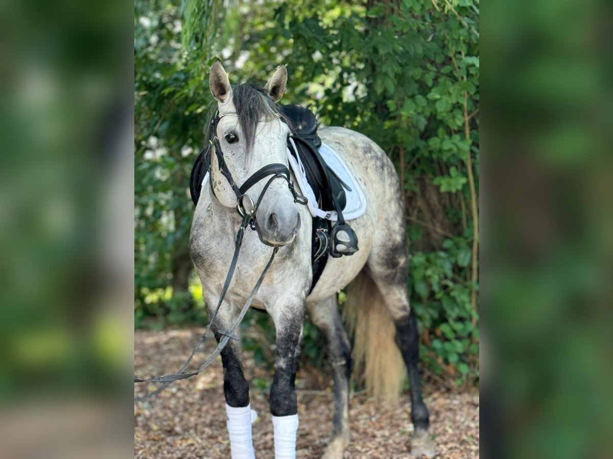 Lusitanos Caballo castrado 9 años 157 cm Tordo in Schwäbisch Gmünd