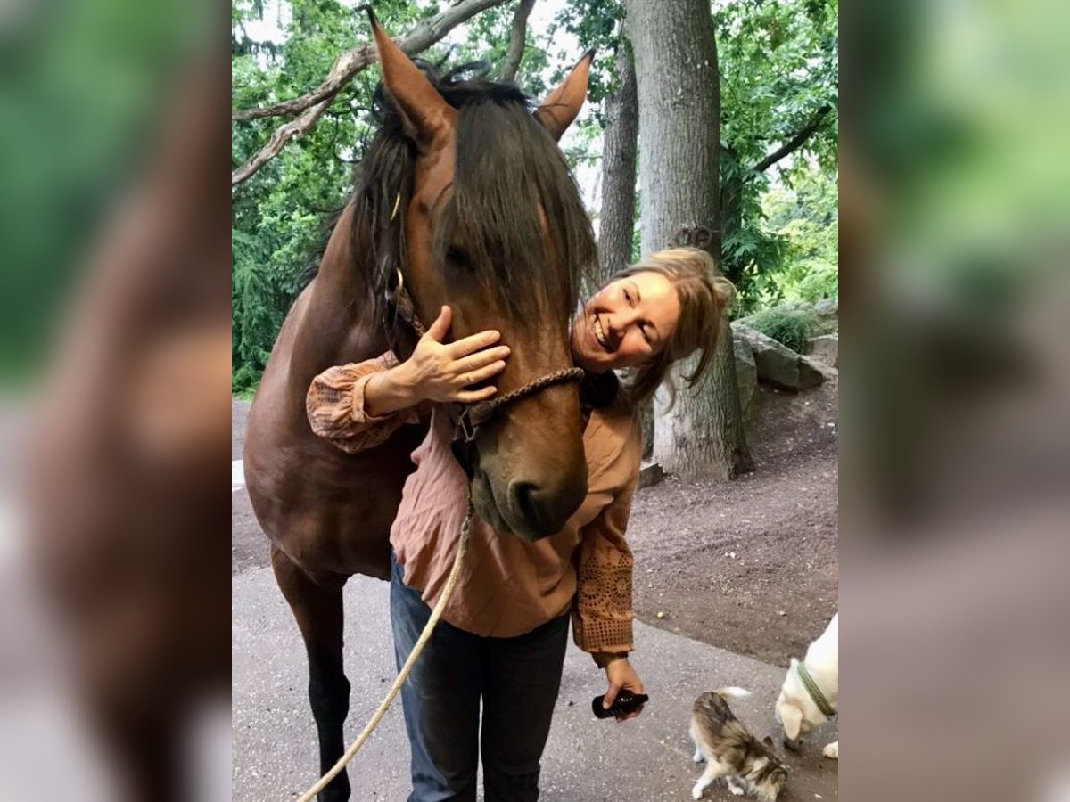 Lusitanos Hengst 10 Jahre 160 cm Buckskin in Dreieich