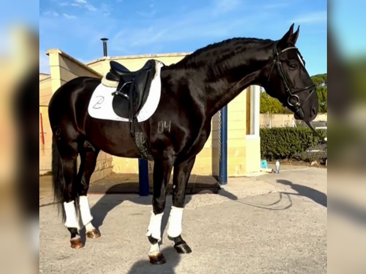 Lusitanos Mix Hengst 10 Jahre 165 cm Rappe in Gijon