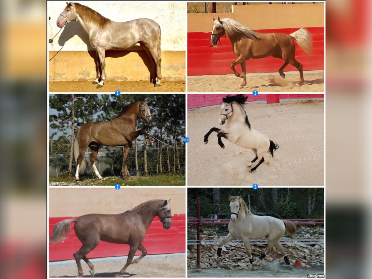 Lusitanos Mix Hengst 10 Jahre 168 cm Palomino in HEUVELLAND