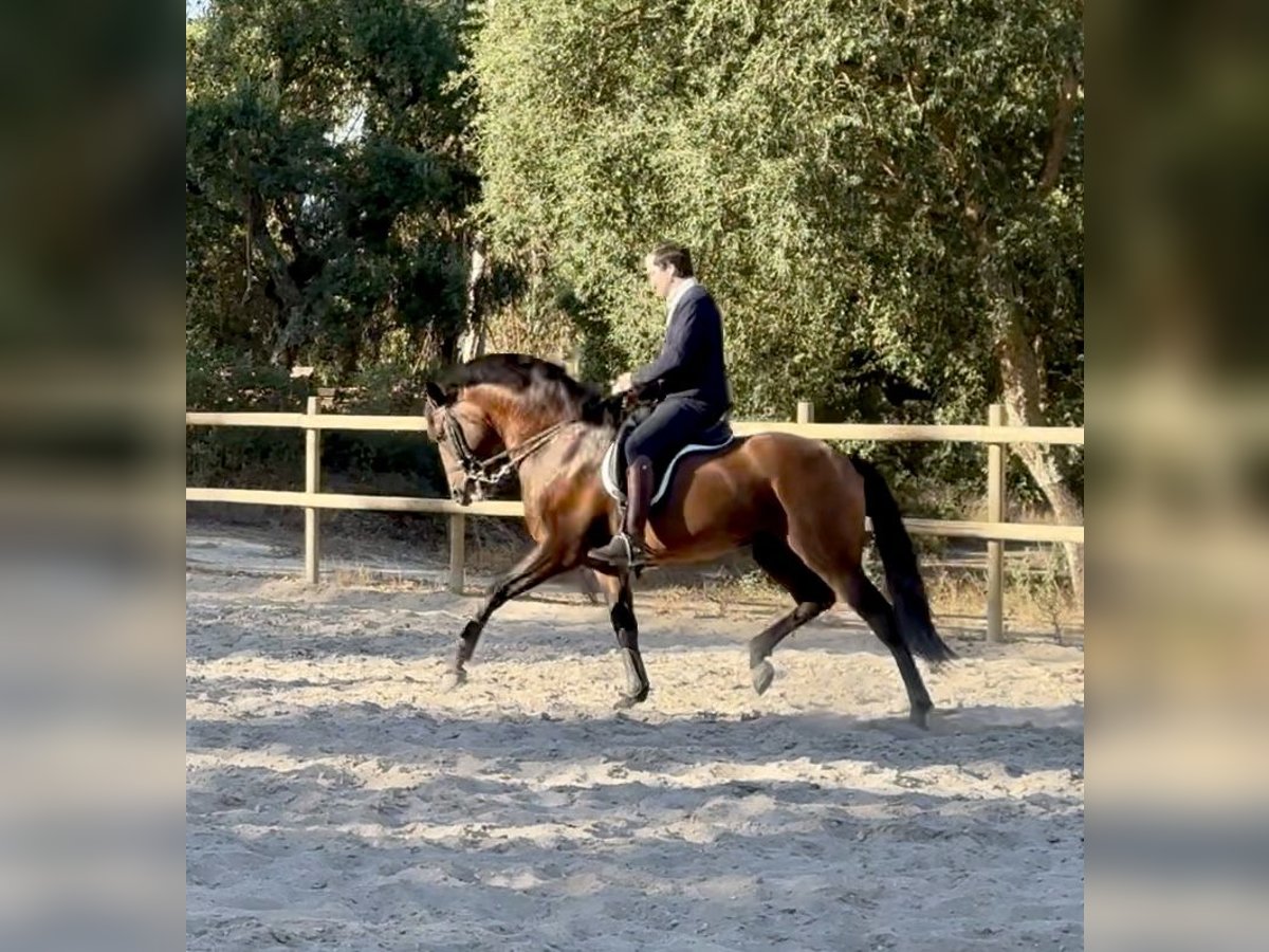 Lusitanos Hengst 11 Jahre 168 cm Brauner in Tomar