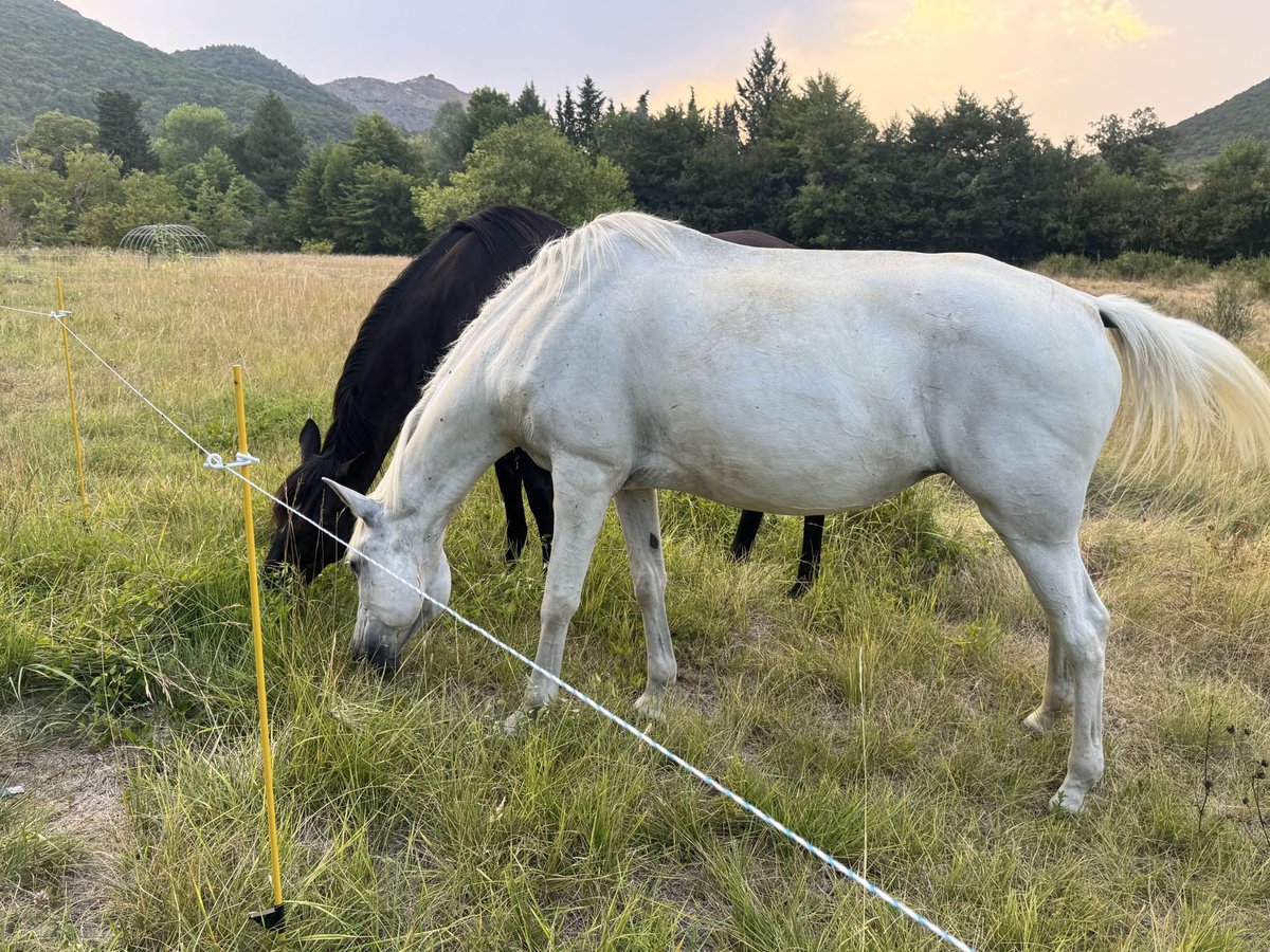 Lusitanos Hengst 12 Jahre 165 cm Schimmel in Saint-Gaud&#xE9;ric