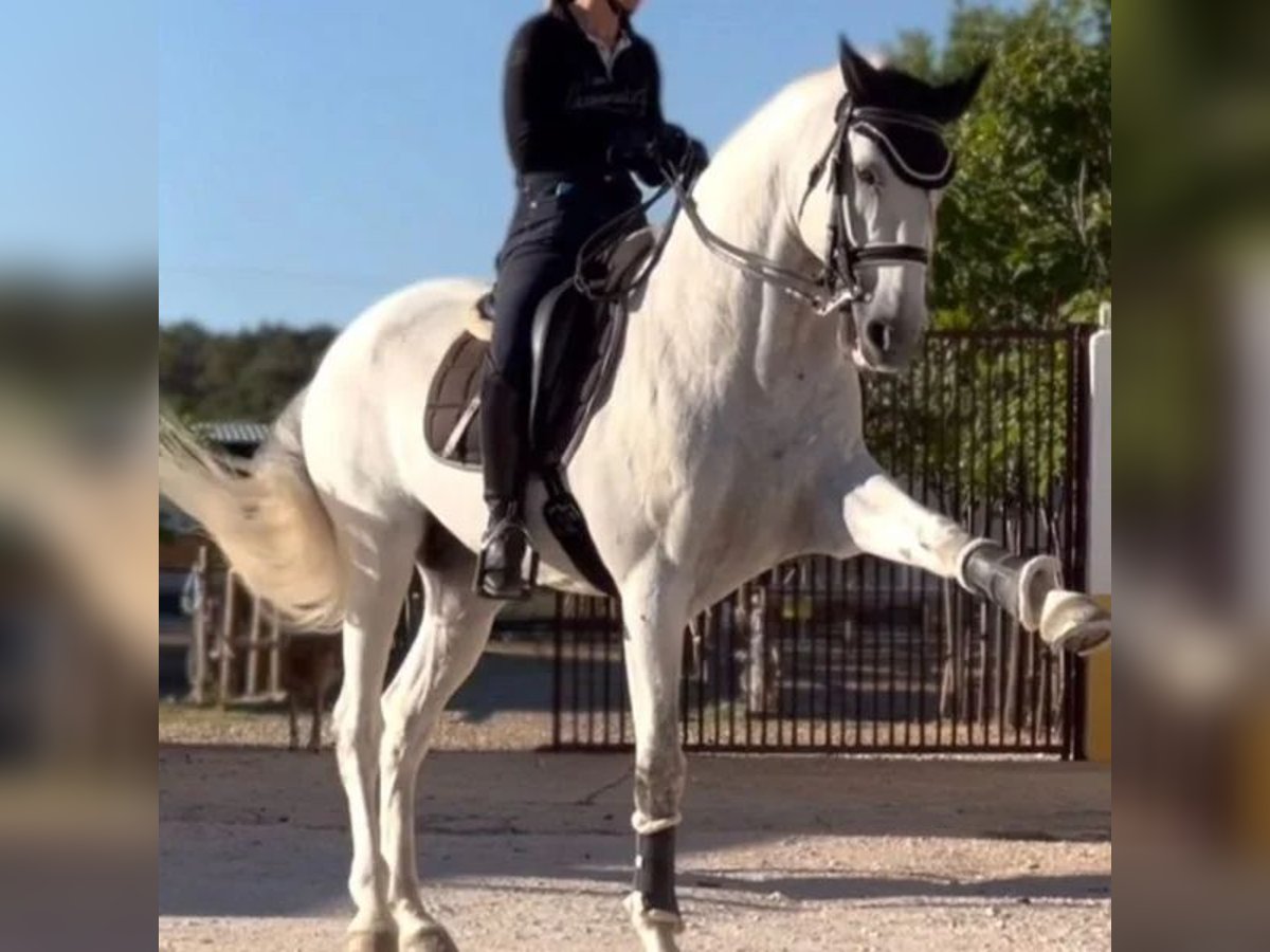 Lusitanos Hengst 14 Jahre 162 cm Schimmel in Sabadell Lusitanos Hengst 14 Jahre 162 cm Schimmel in Sabadell