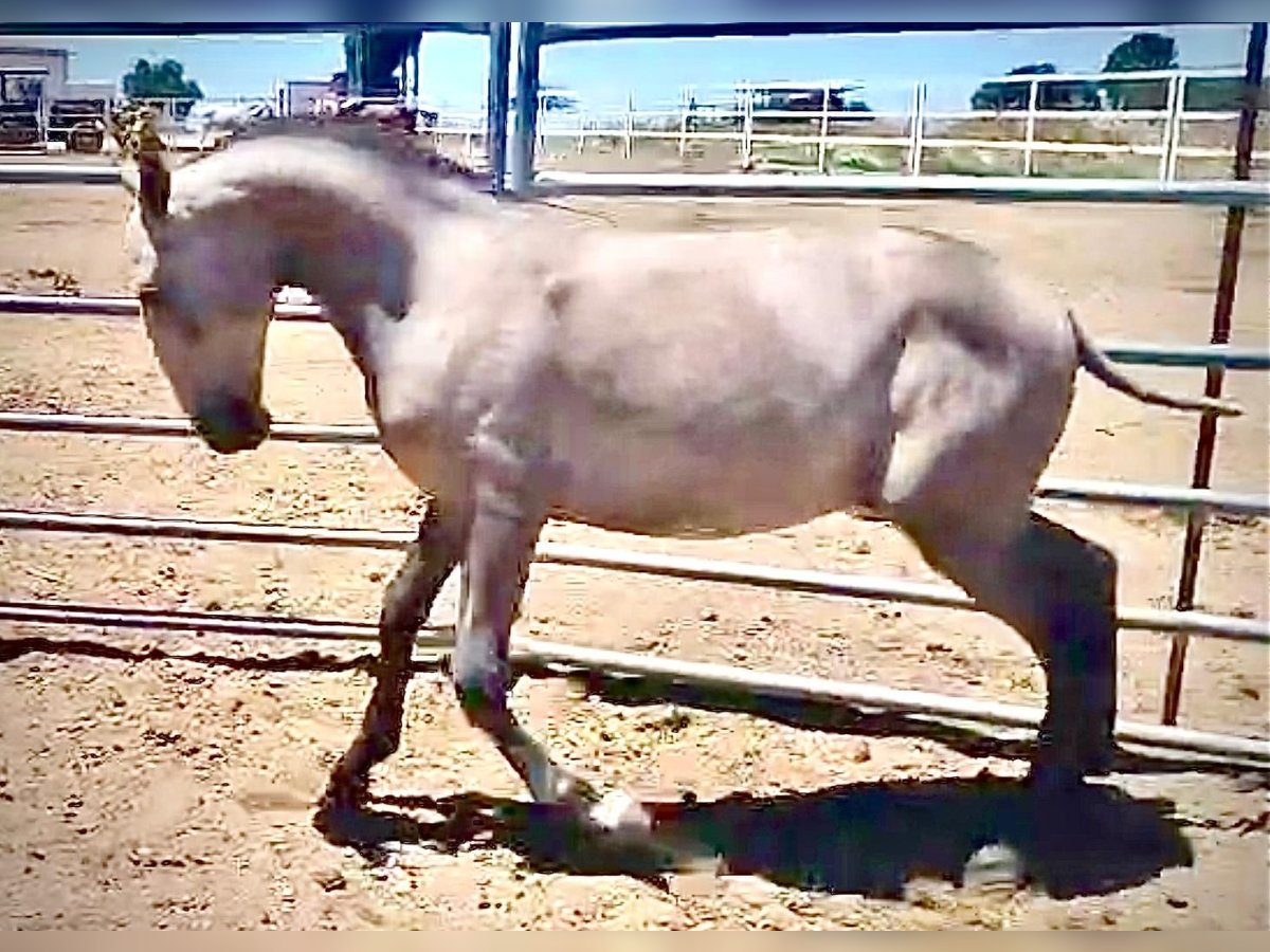Lusitanos Hengst 1 Jahr 145 cm Schimmel in Huelva