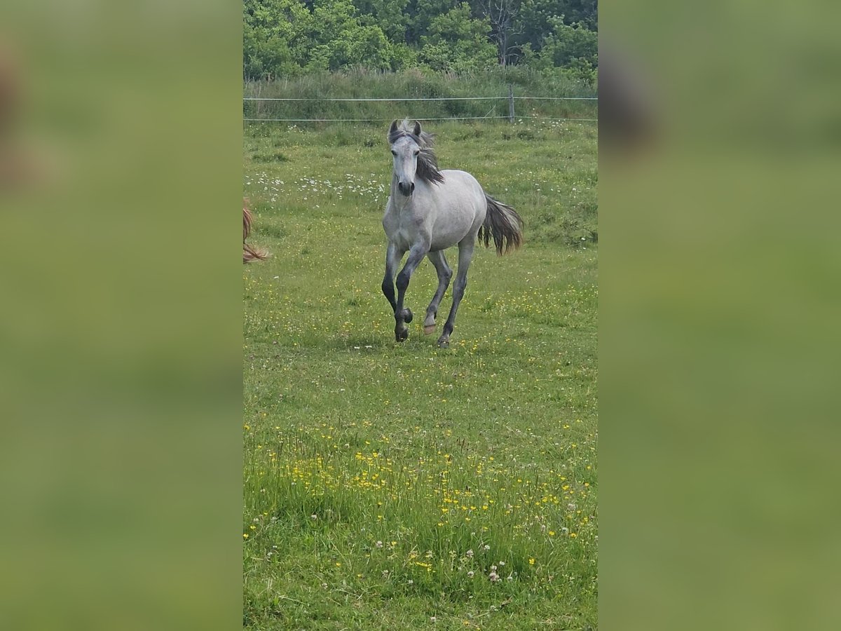 Lusitanos Hengst 1 Jahr 160 cm Schimmel in SERVANT