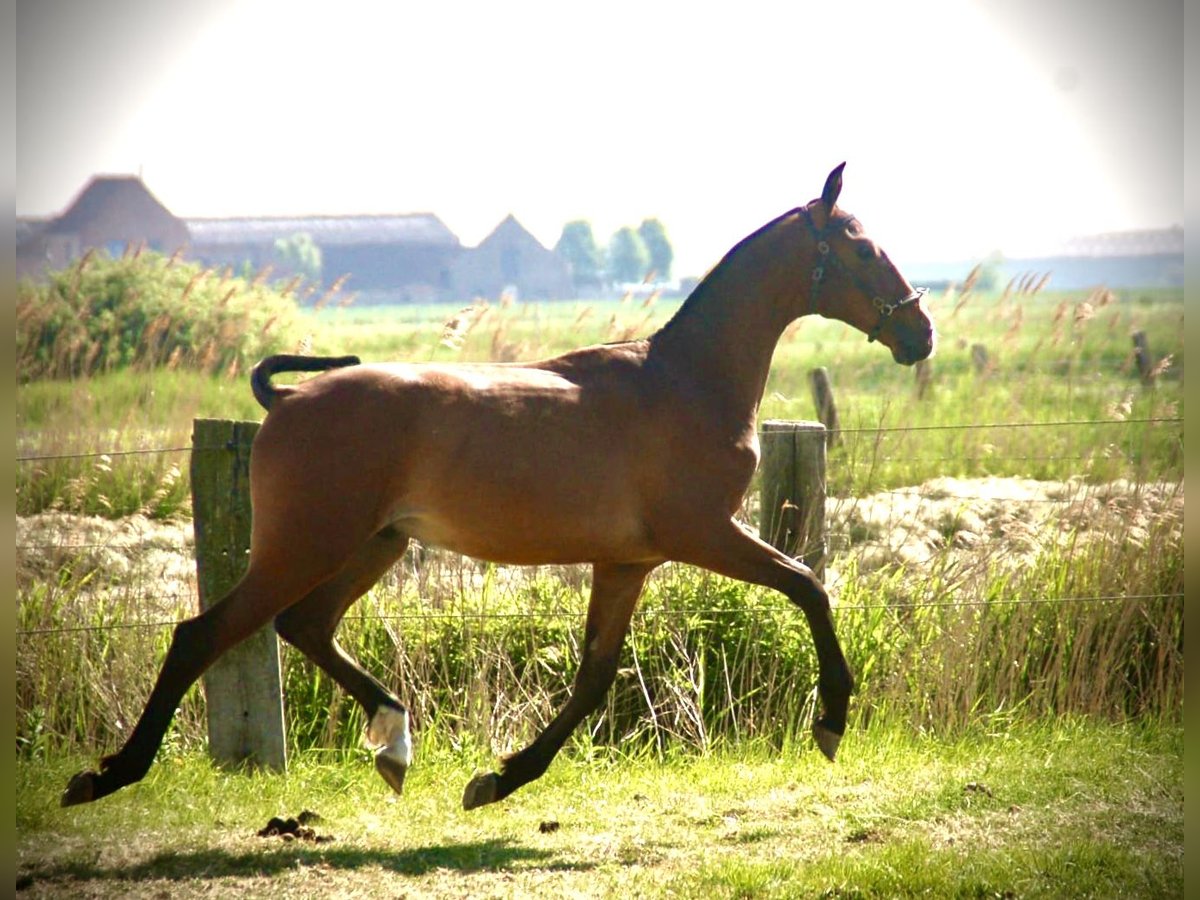 Lusitanos Hengst 1 Jahr 164 cm Brauner in Bredene