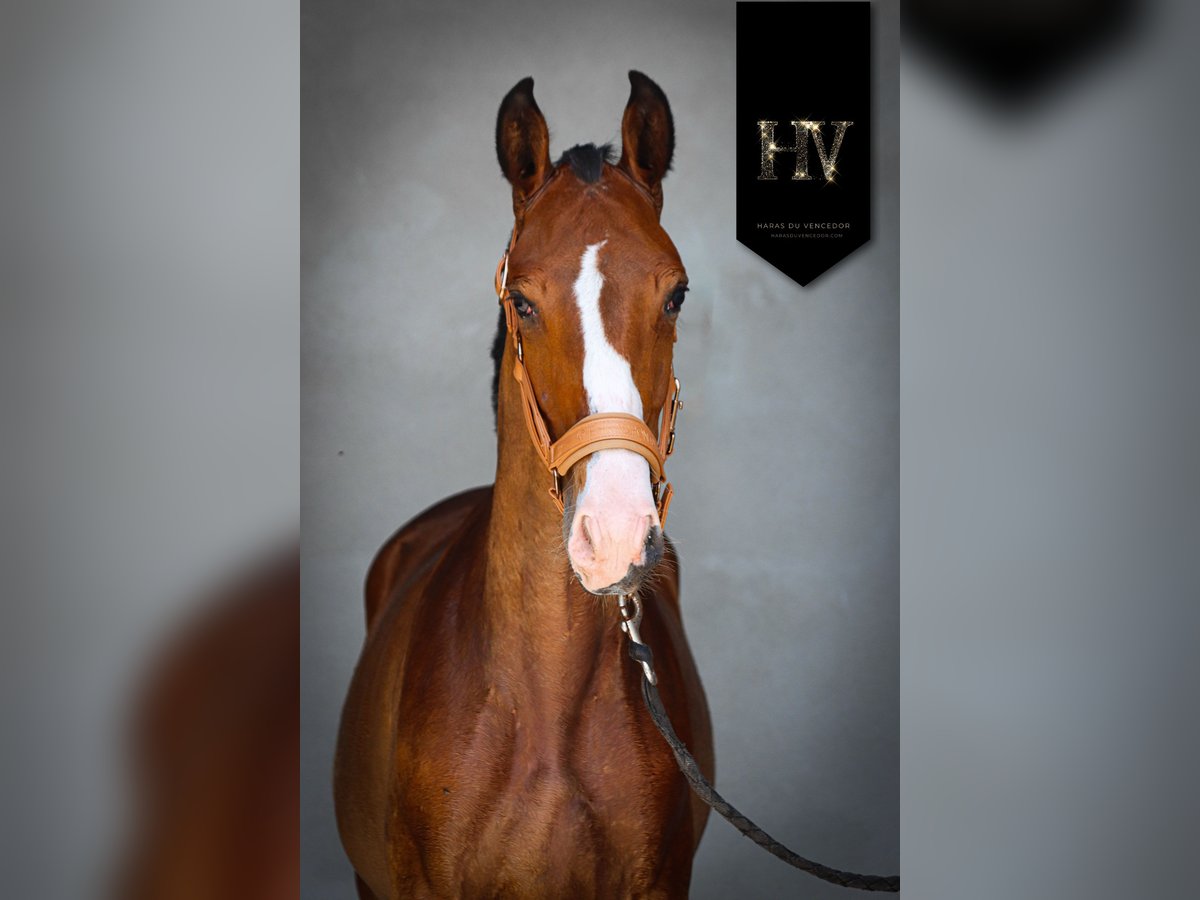 Lusitanos Hengst 1 Jahr Brauner in Marly-sous-Issy
