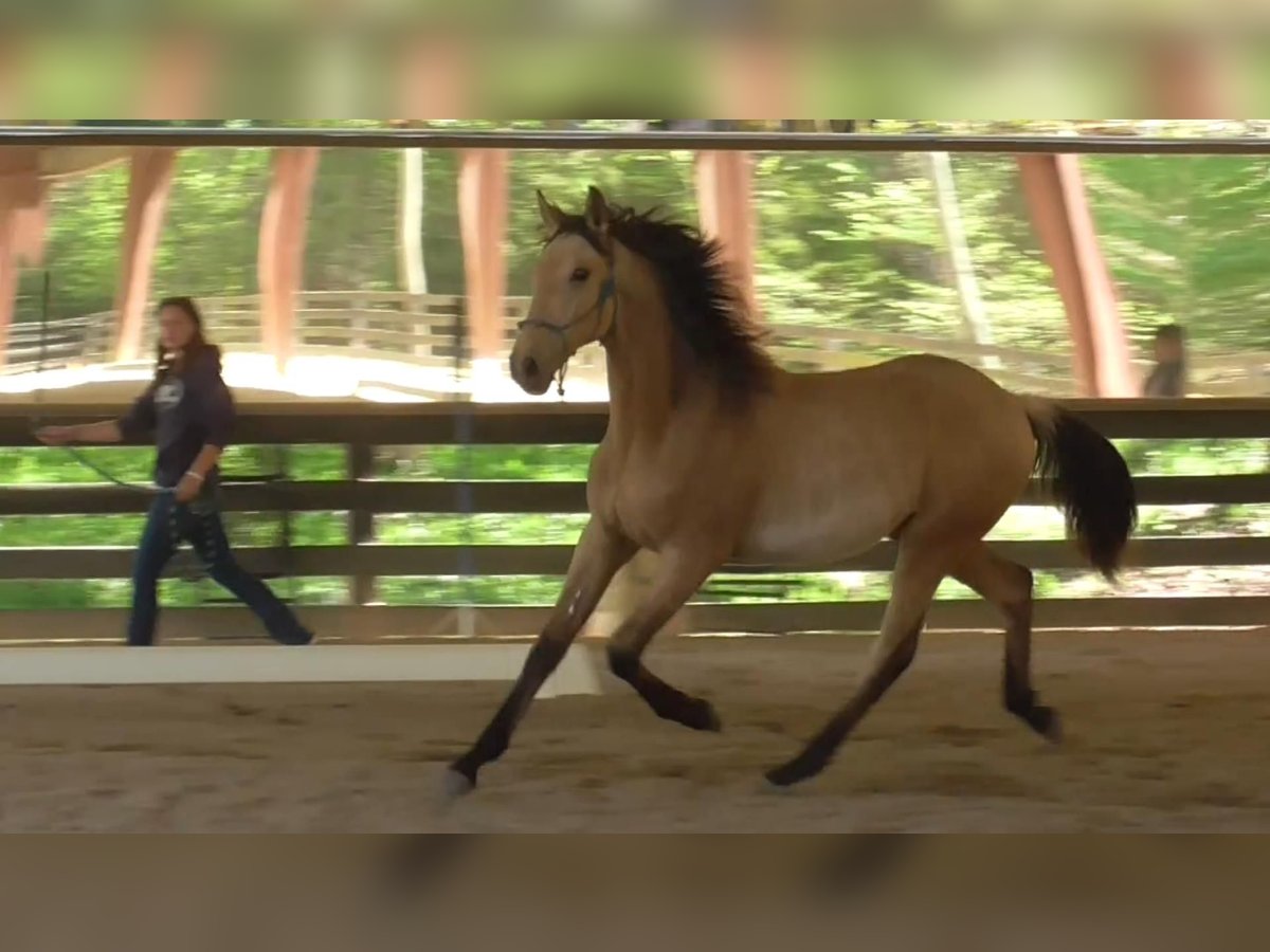 Lusitanos Hengst 1 Jahr Buckskin in Commerce, GA