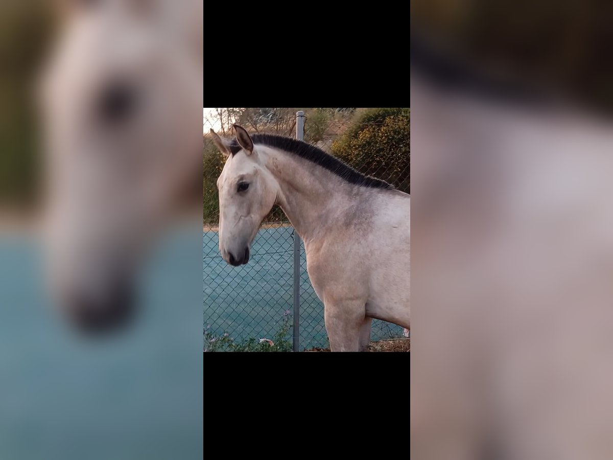 Lusitanos Hengst 1 Jahr Schimmel in Las Pi&#xF1;as