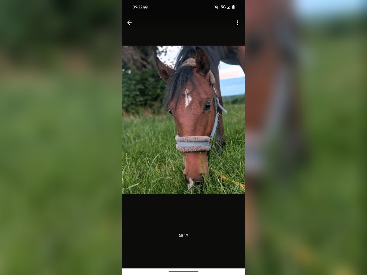 Lusitanos Hengst 2 Jahre 148 cm Brauner in Sta&#xDF;furt