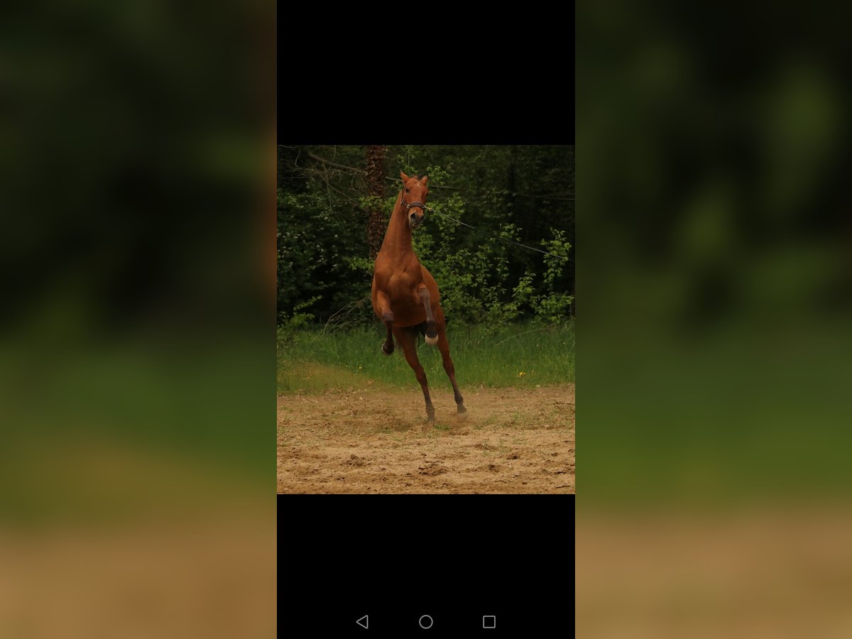 Lusitanos Hengst 2 Jahre 156 cm Brauner in Marnheim