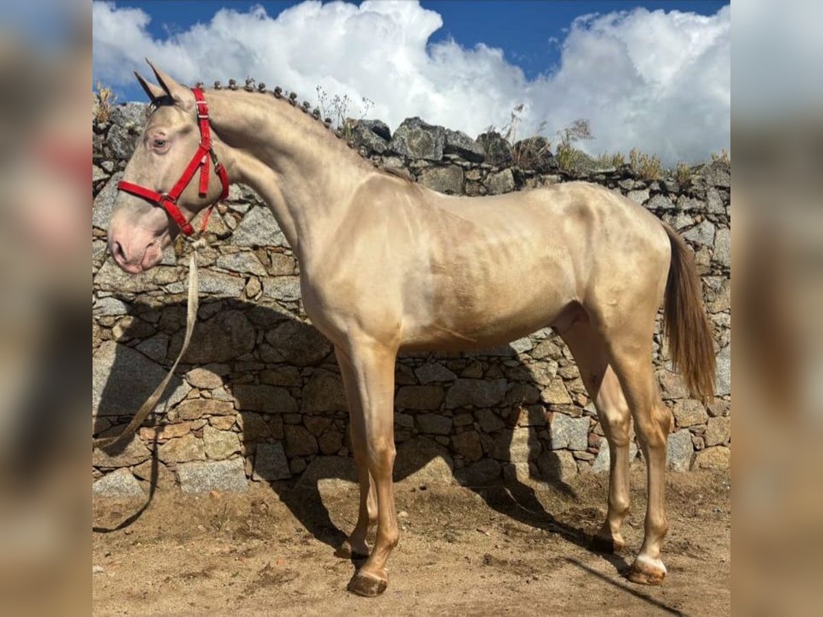 Lusitanos Hengst 2 Jahre 159 cm Perlino in Jerez De Los Caballeros