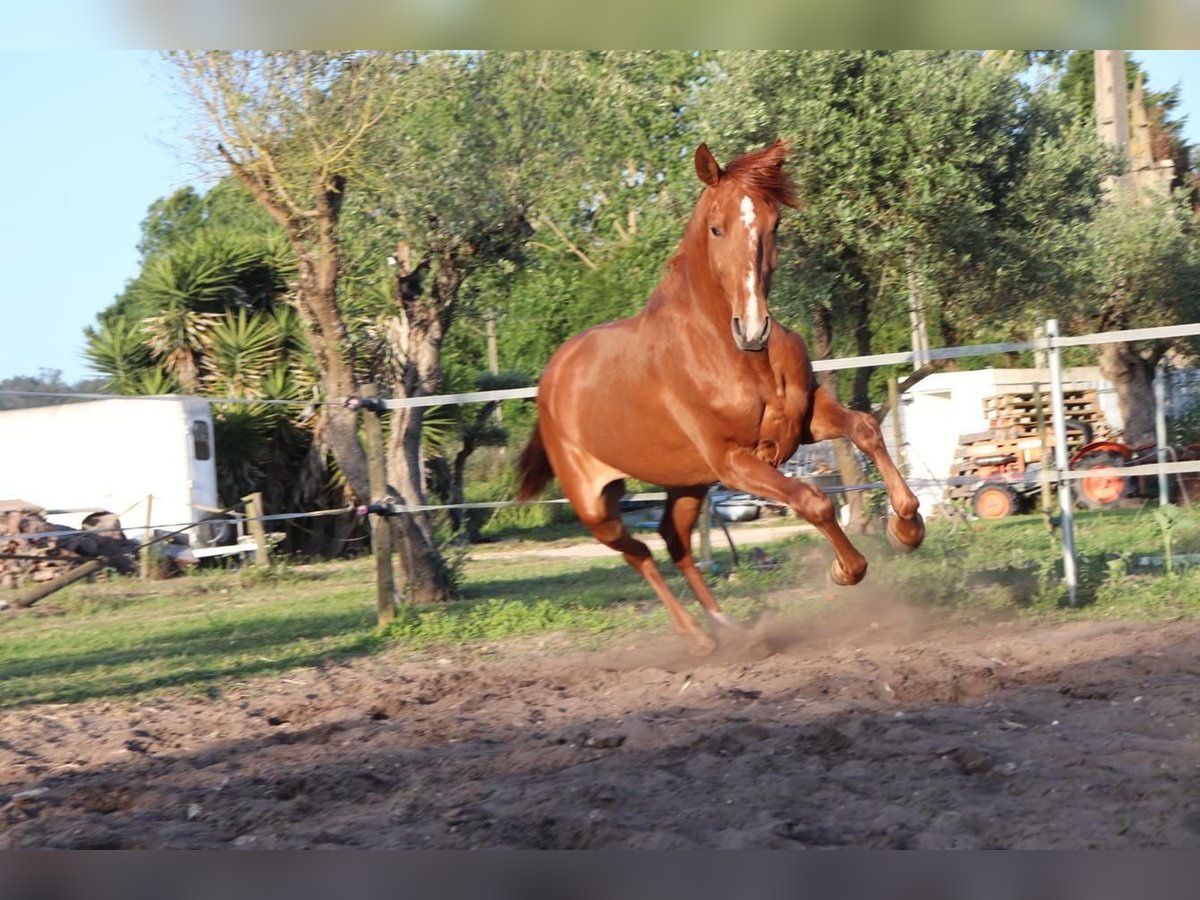 Lusitanos Hengst 2 Jahre 160 cm Fuchs in Alcobaça