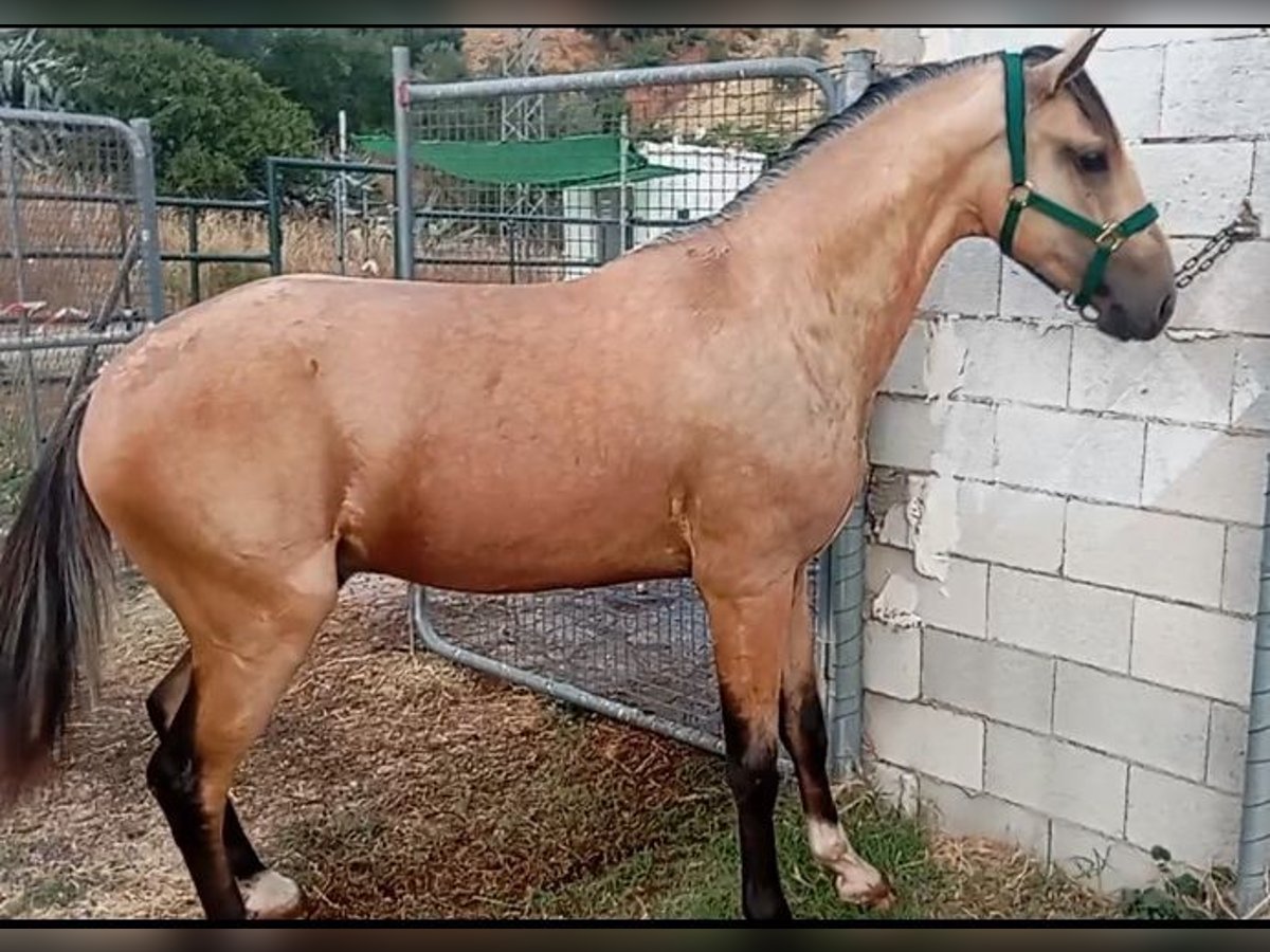 Lusitanos Hengst 2 Jahre 162 cm Falbe in Alcala Del Valle