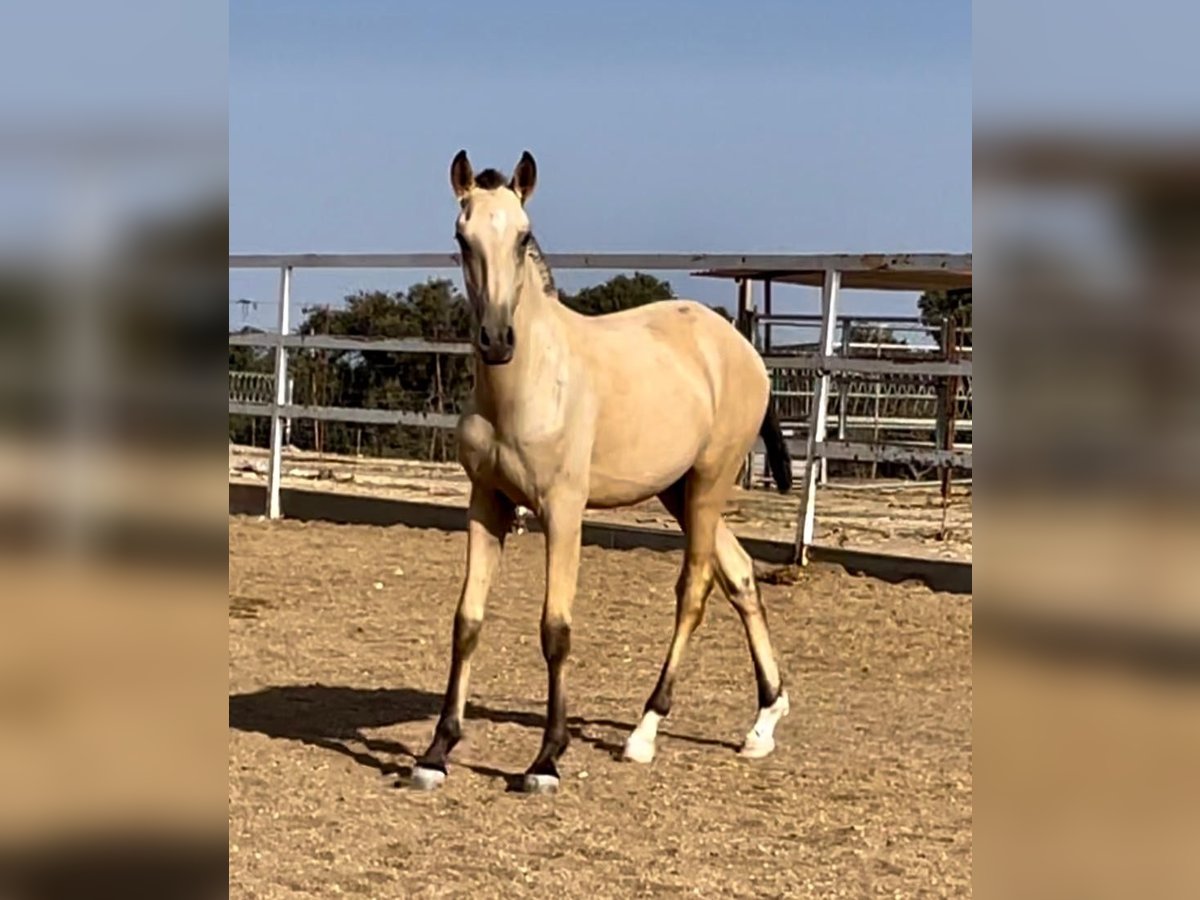 Lusitanos Hengst 2 Jahre 163 cm in Rio Maior