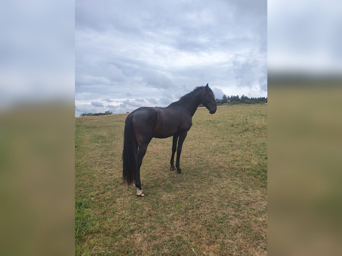 Lusitanos Hengst 2 Jahre 165 cm Schwarzbrauner in Lahntal