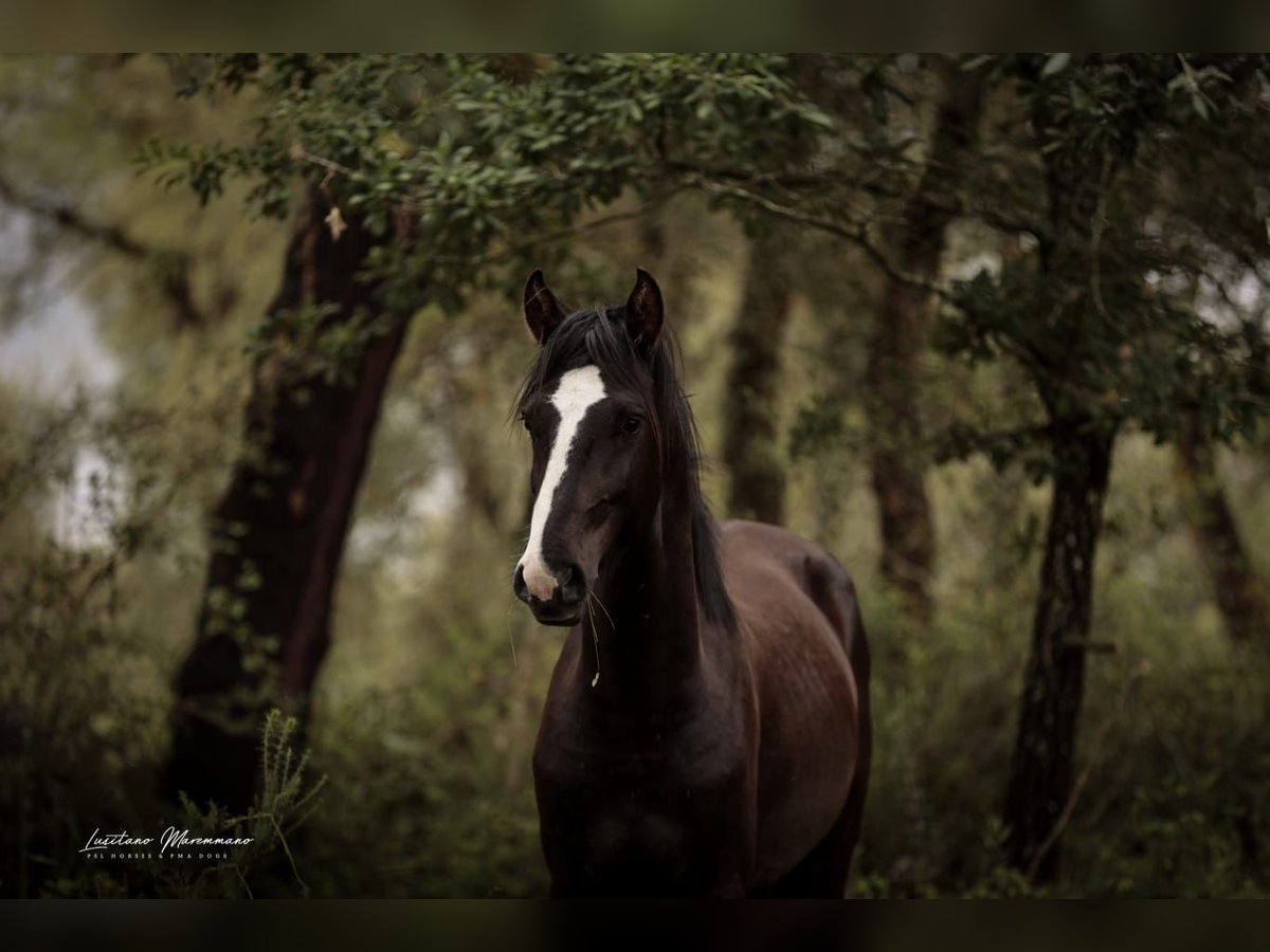 Lusitanos Mix Hengst 2 Jahre 170 cm Rappe in Rio Maior