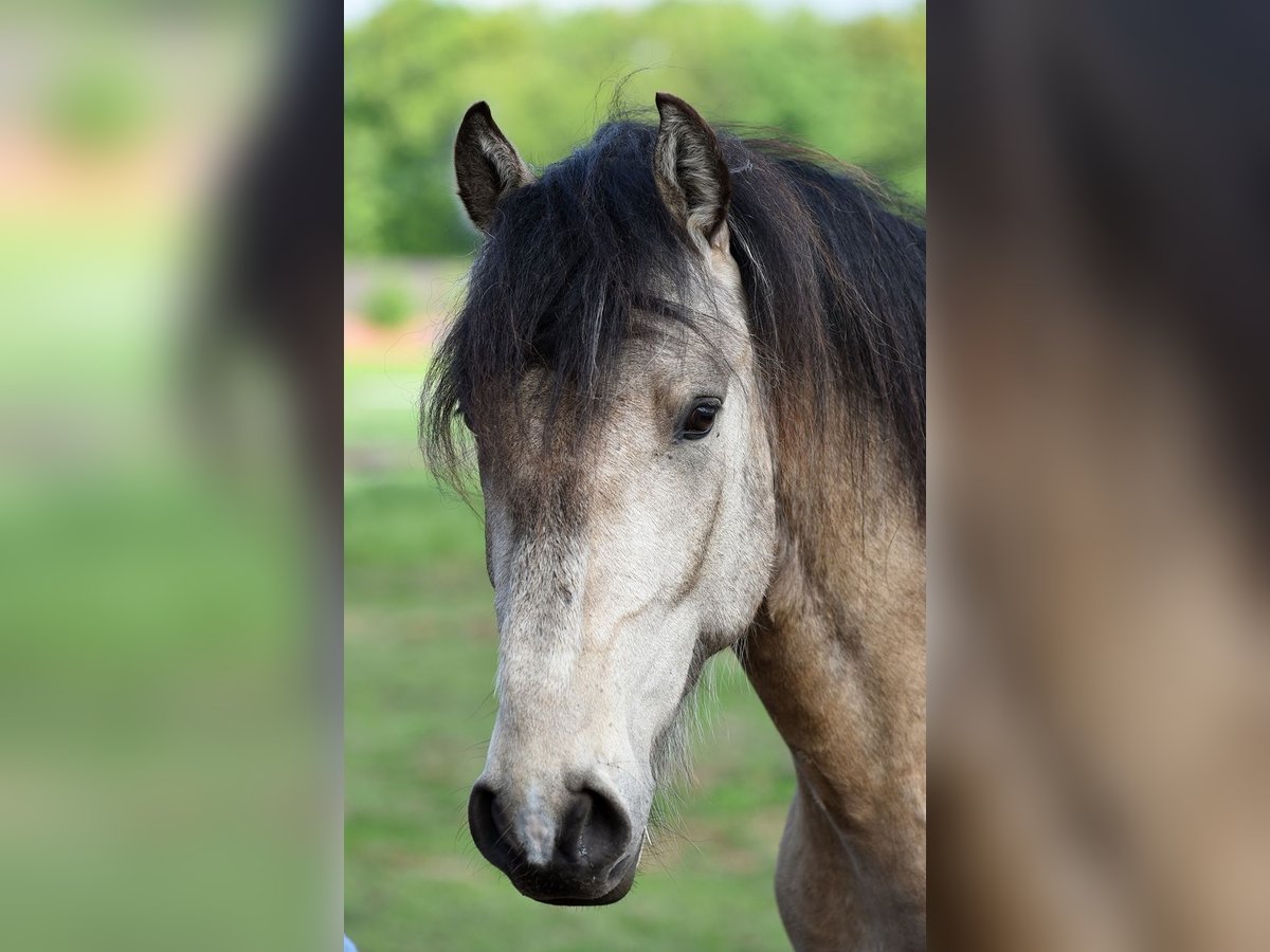 Lusitanos Mix Hengst 3 Jahre 156 cm Buckskin in Stuhr