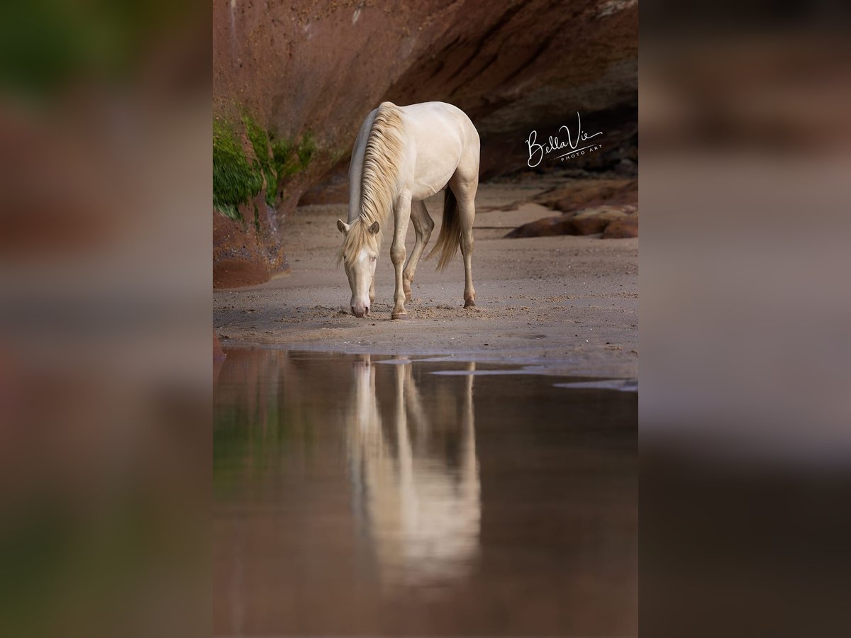 Lusitanos Hengst 3 Jahre 158 cm Perlino in Rio Maior