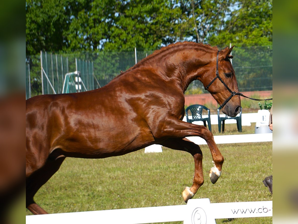 Lusitanos Hengst 3 Jahre 159 cm Fuchs in Ribamar