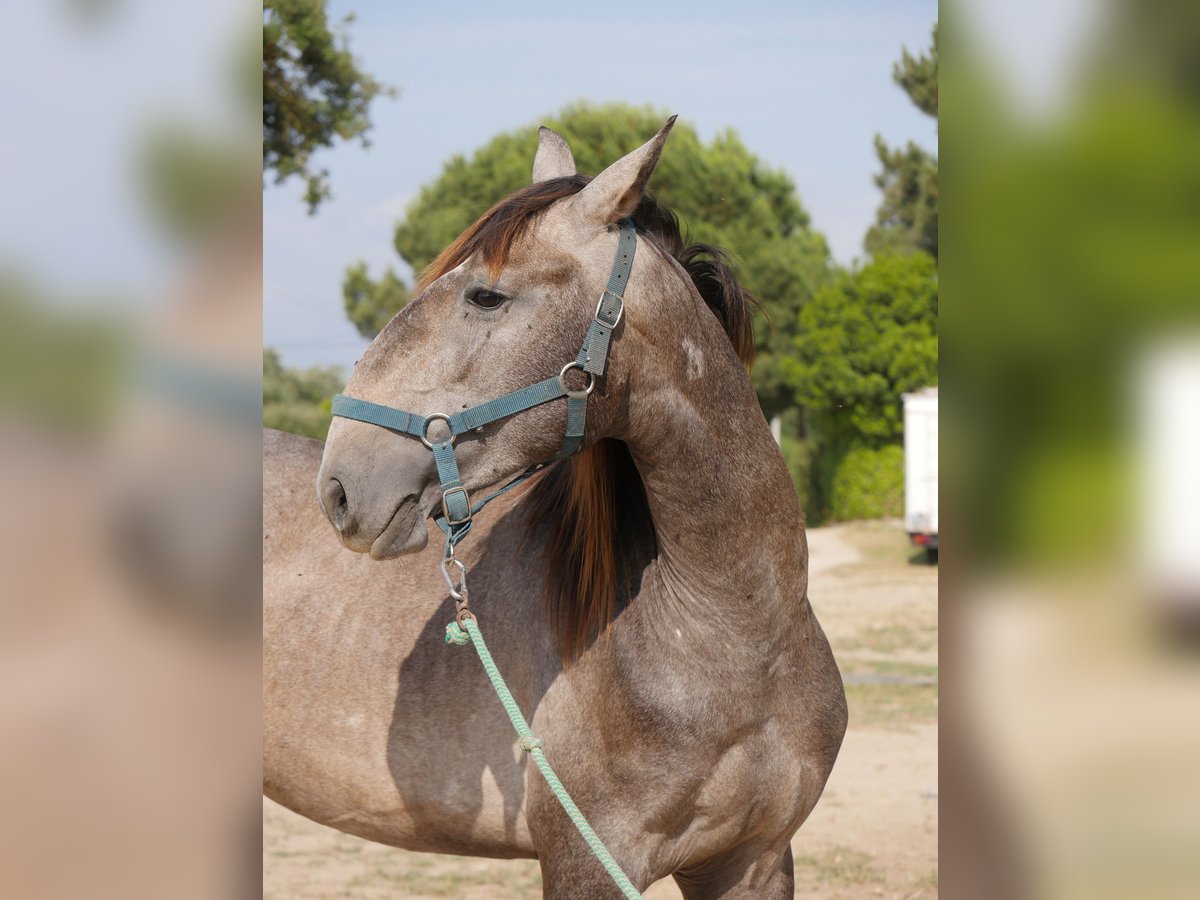 Lusitanos Hengst 3 Jahre 160 cm Apfelschimmel in Golega