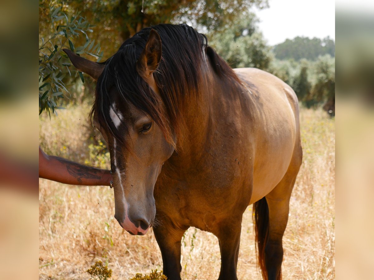 Lusitanos Hengst 3 Jahre 160 cm Buckskin in golega