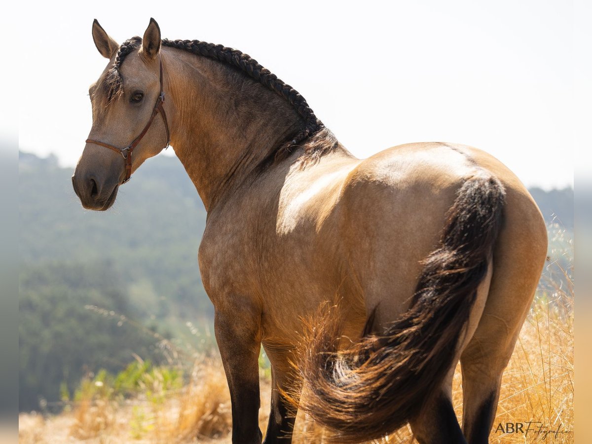 Lusitanos Hengst 3 Jahre 162 cm Buckskin in Caldas da Rainha