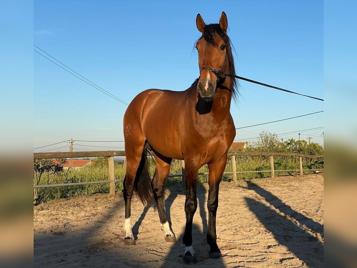 Lusitanos Hengst 3 Jahre 162 cm Dunkelbrauner in Coruche