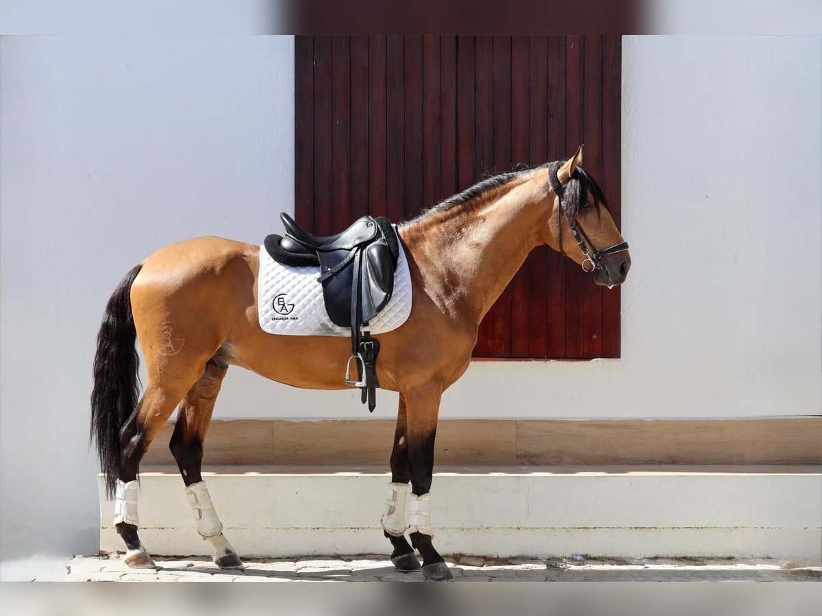 Lusitanos Hengst 3 Jahre 162 cm Falbe in Pozuelo De Alarcon