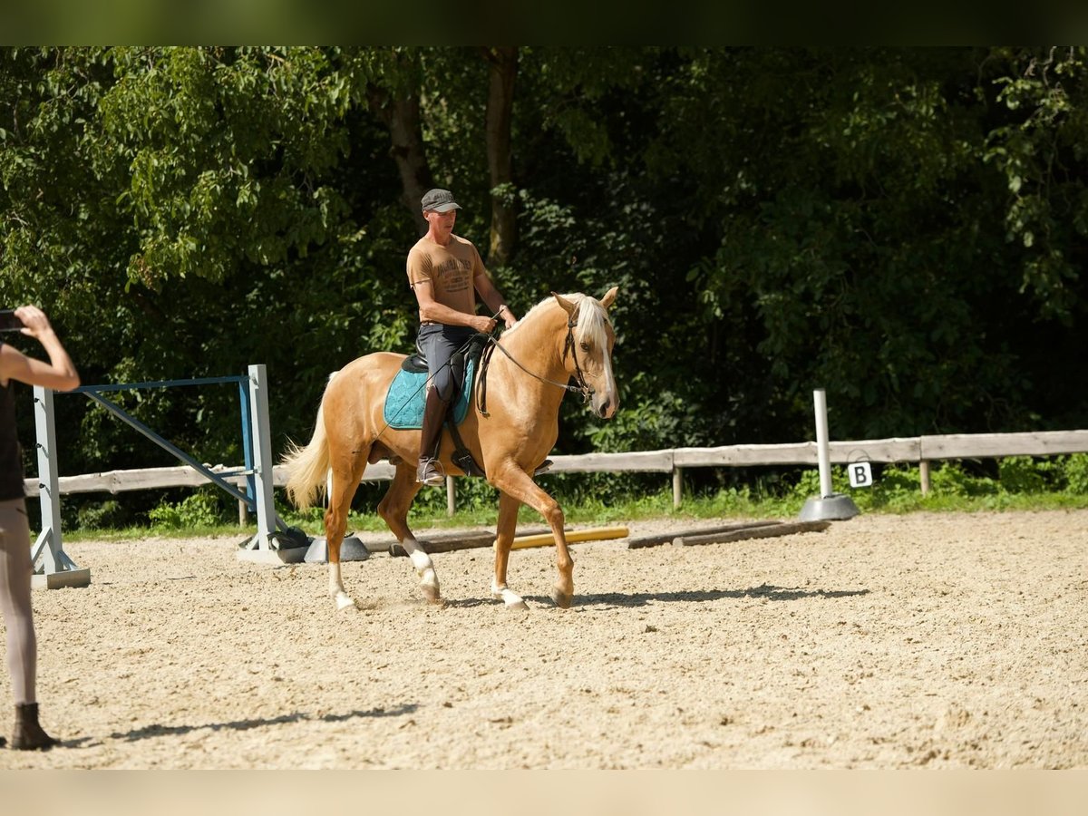 Lusitanos Hengst 3 Jahre 163 cm Palomino in Trier