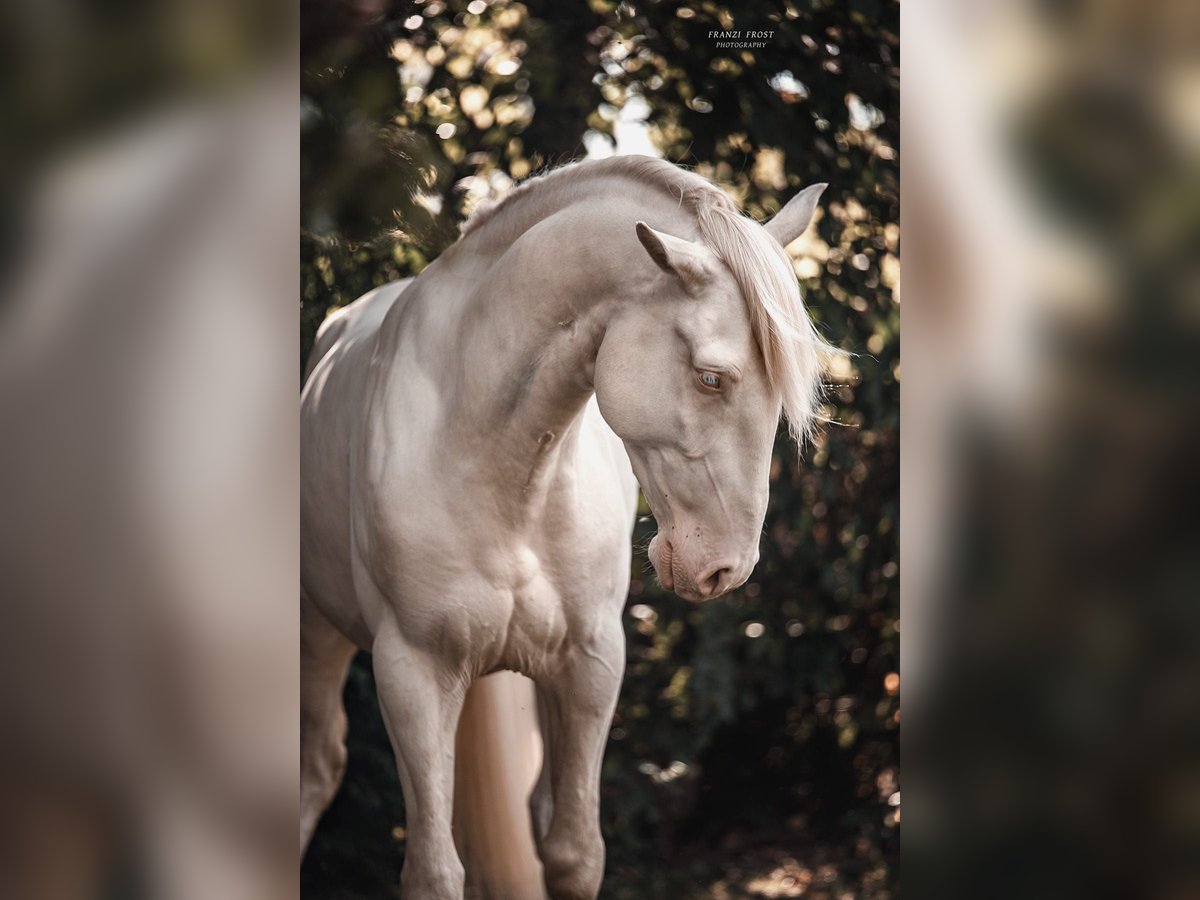 Lusitanos Hengst 3 Jahre 163 cm in Neukirchen-Vluyn