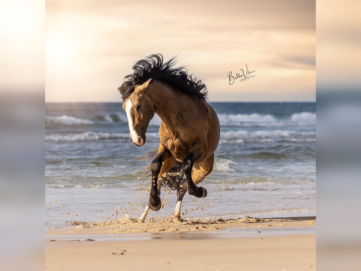 Lusitanos Hengst 3 Jahre 172 cm Buckskin in Rio Maior