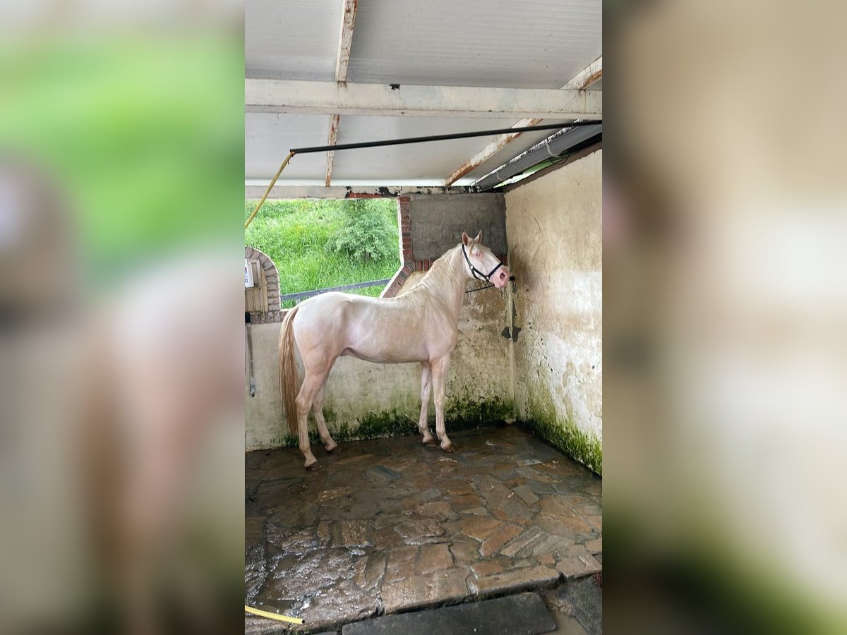 Lusitanos Hengst 3 Jahre Cremello in Madrid