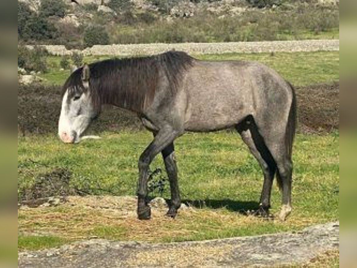 Lusitanos Mix Hengst 3 Jahre Schimmel in MADRID