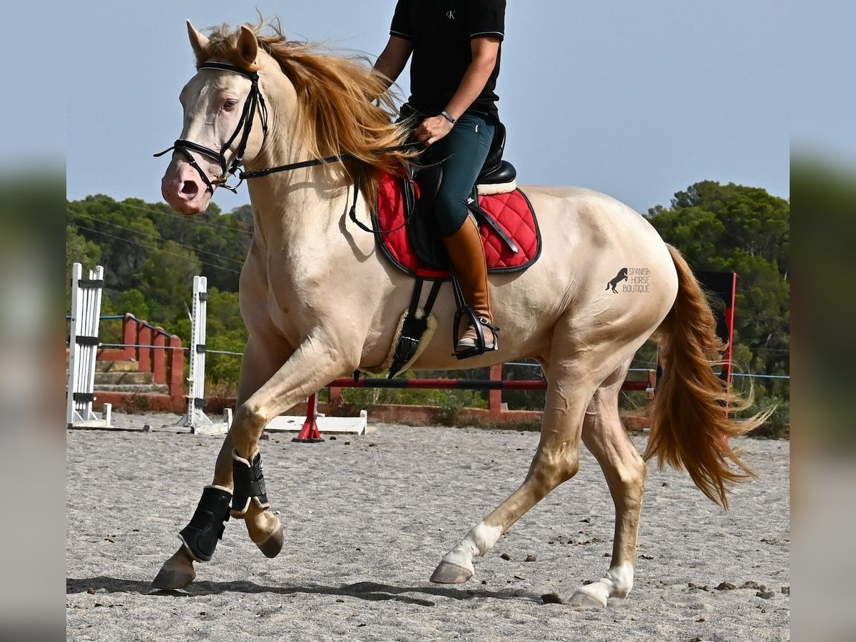Lusitanos Hengst 4 Jahre 159 cm Cremello in Mallorca
