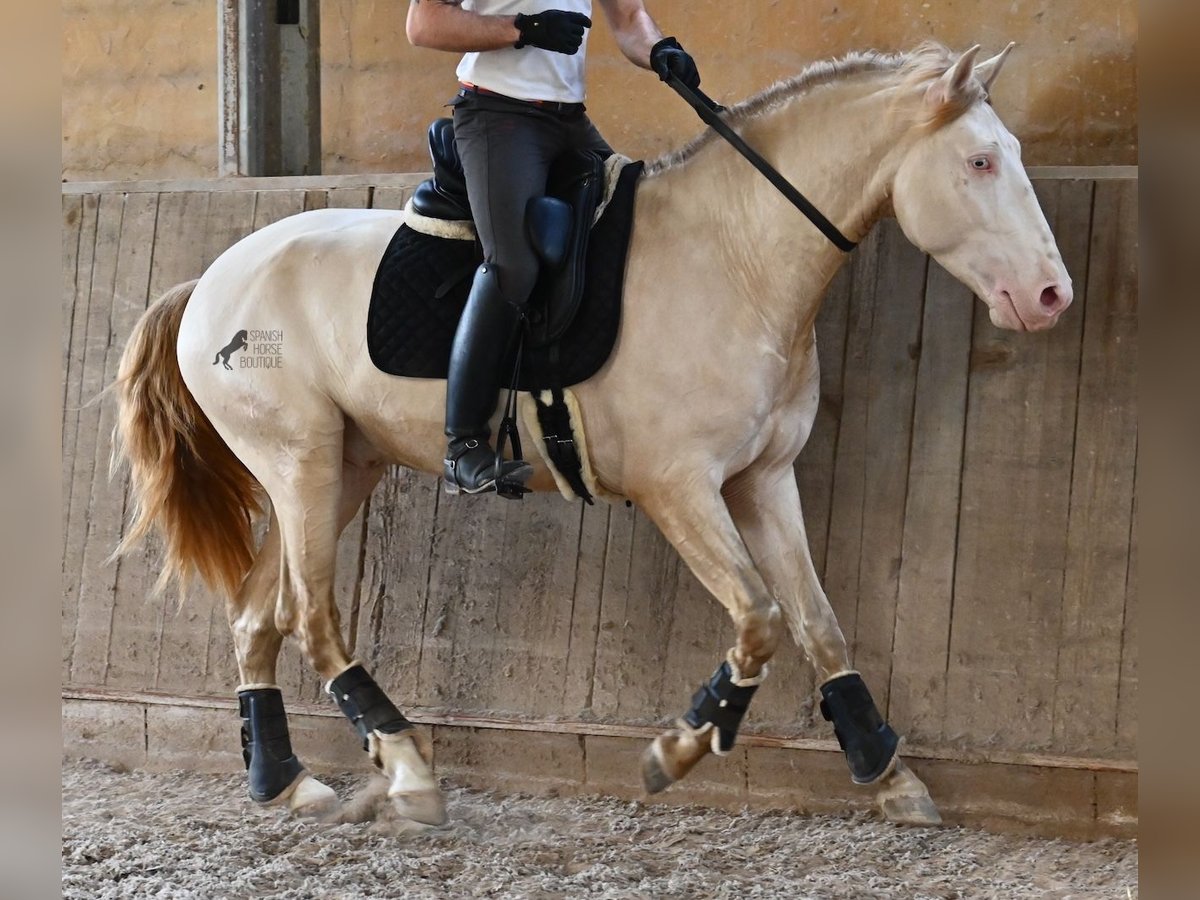 Lusitanos Hengst 4 Jahre 159 cm Cremello in Mallorca