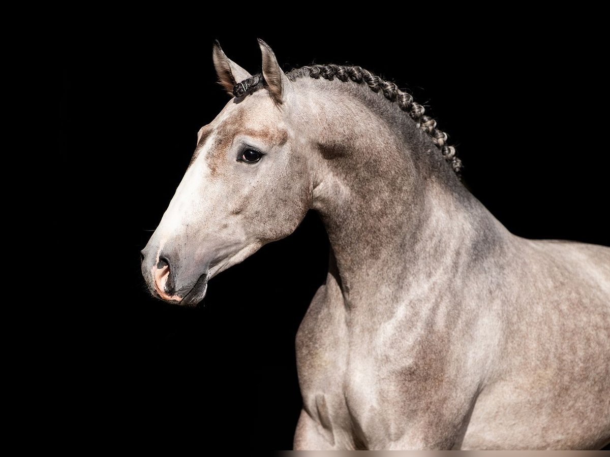 Lusitanos Hengst 4 Jahre 160 cm Schimmel in Dalen