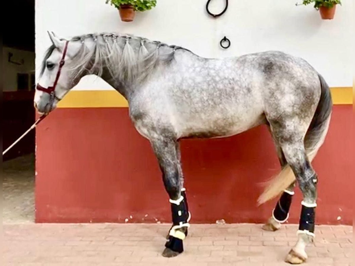 Lusitanos Hengst 4 Jahre 161 cm Schimmel in Huelva